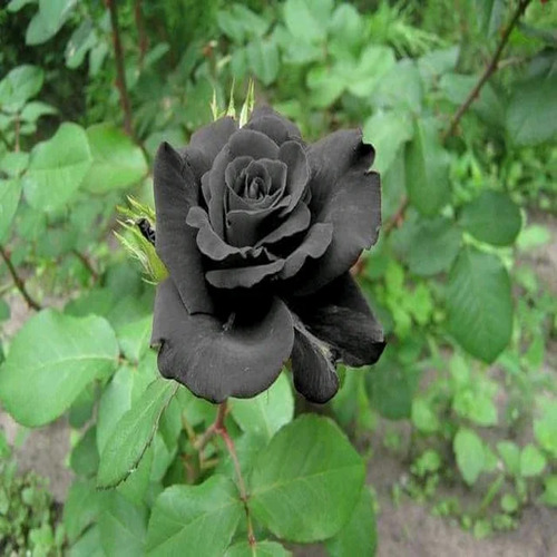 rose flower1.jpg