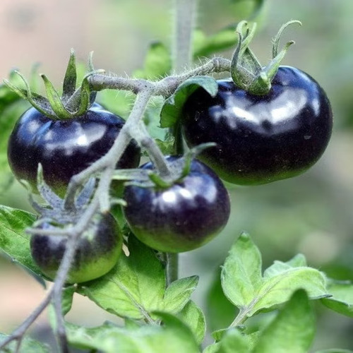 tomato vegetable3.jpg
