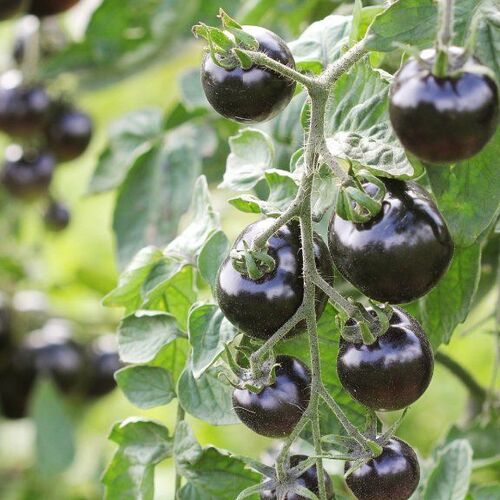 tomato vegetable2.jpg