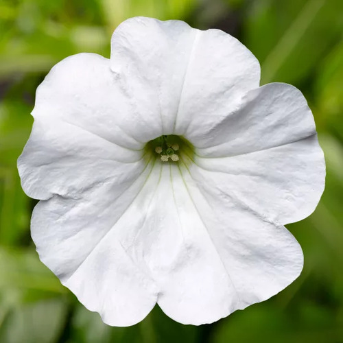 petunia flower1.jpg