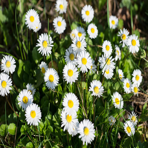 daisy flower1.jpg