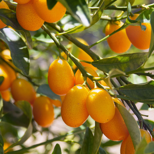 Kumquat fruit.jpg