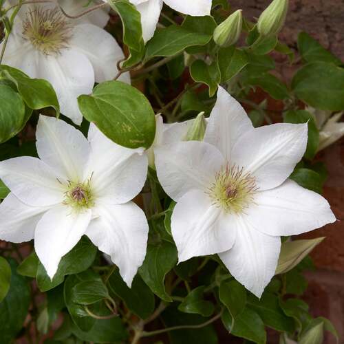 Clematis flower.jpg
