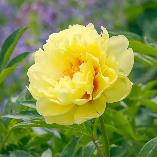 Peony flower1.jpg