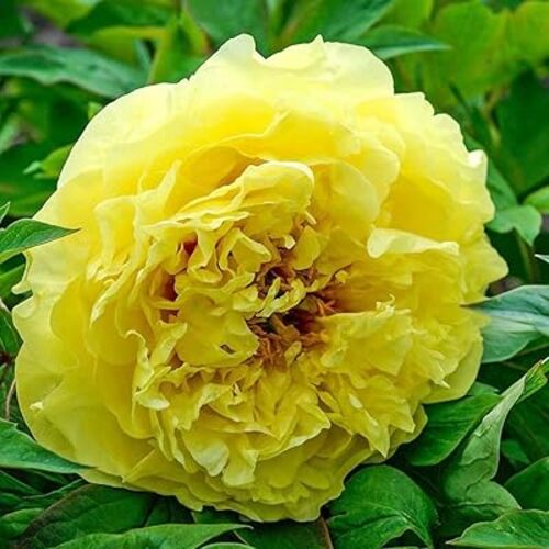 Peony flower.jpg