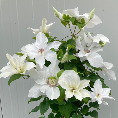 Clematis flower1.jpg