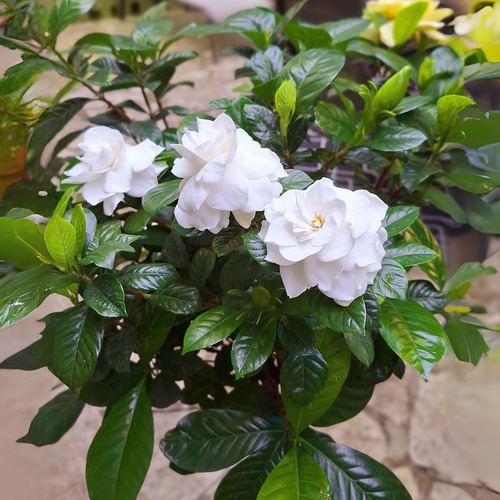 Gardenia flower.jpg