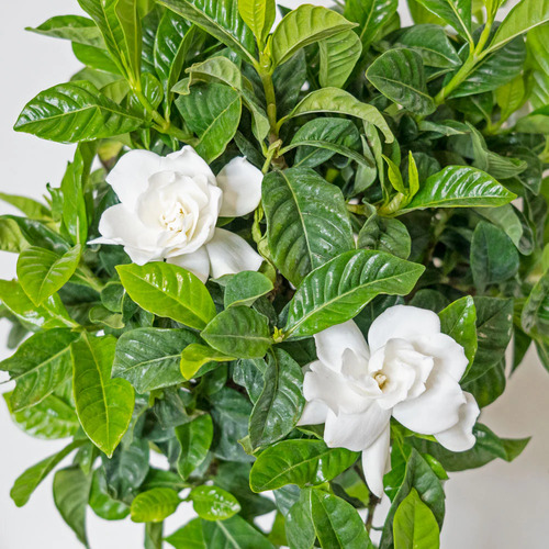 Gardenia flower1.jpg