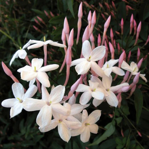 Jasmine flower1.jpg