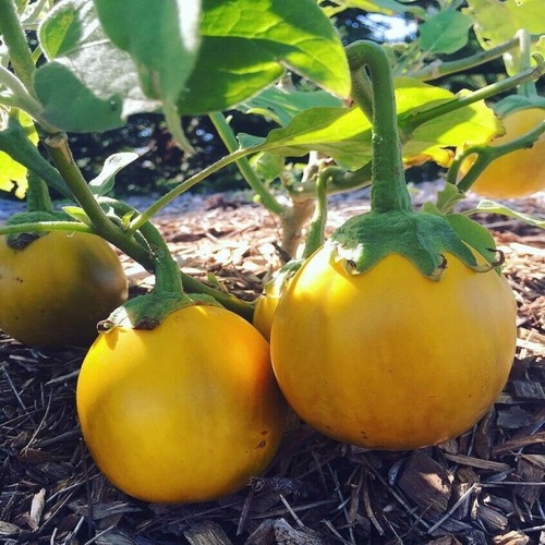 Eggplant vegetable3.jpg