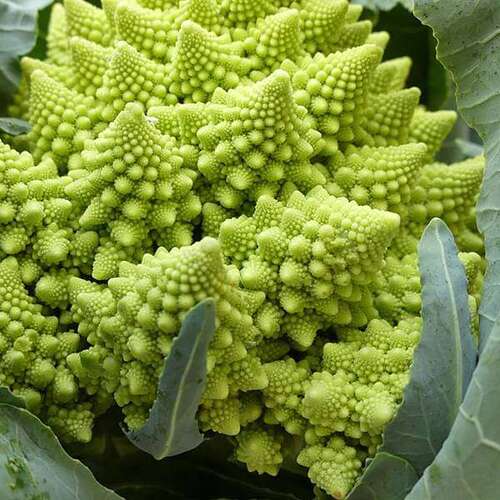 cauliflower vegetable1.jpg