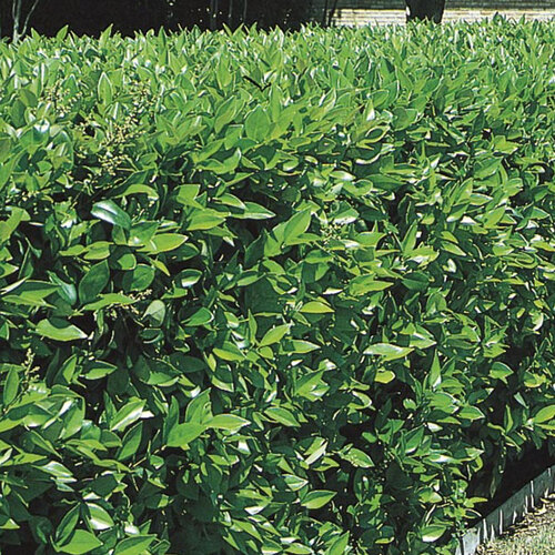 Ligustrum plant1.jpg