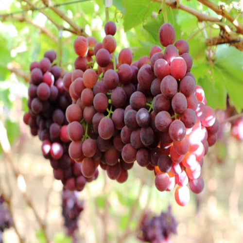 grapes fruit1.jpg