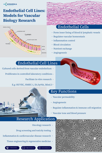 Endothelial Cell Lines.jpg