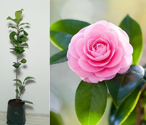 51HklasjjZL. SL1000 .jpg