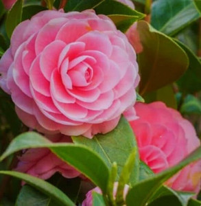 1 most wonderful botanical 1healthy live all time orginal baby original imahffzfrzzmpqw8.jpg