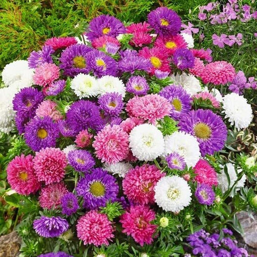 10 aster double mix flower seeds.jpg