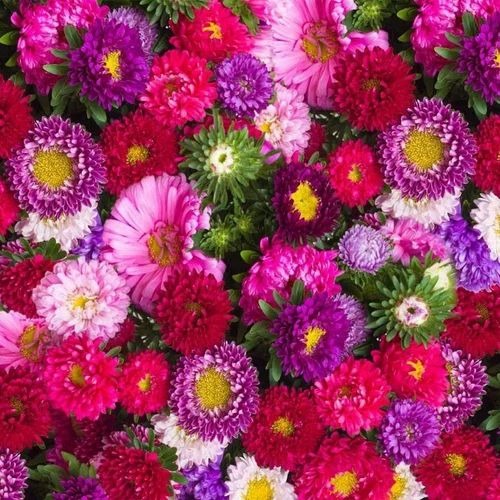 aster flower seed 500x500.jpg