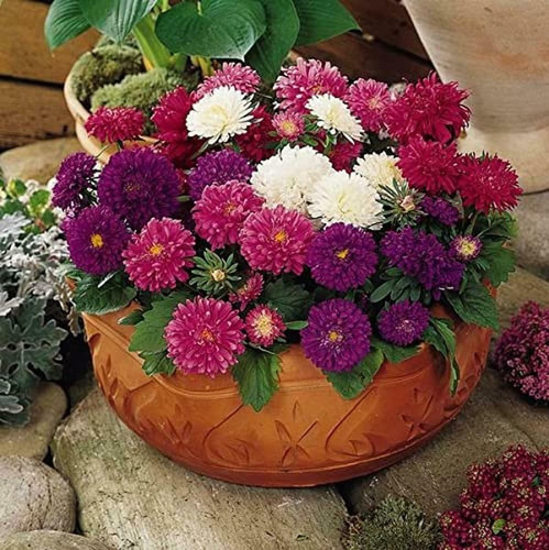 paryavaraan aster flower seeds m.jpg
