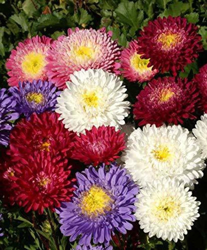 105 aster mix f1 hybeid flower s.jpg