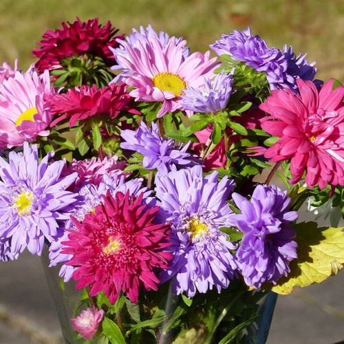 26 aster mix f1 hybeid flower se.jpg