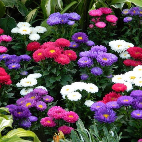 40 a exotica aster flower seeds.jpg