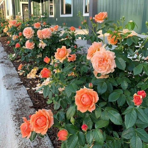 perennial no yes orange colour rose flower live plant 1 punarva original imahyq4hyjvy6tkn.jpg