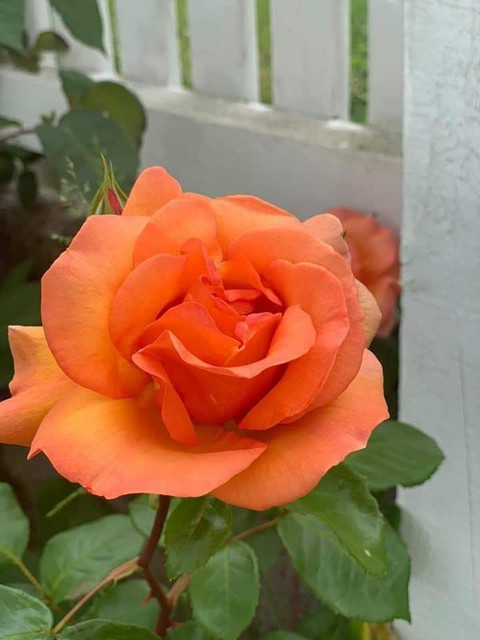 yes perennial yes new rose plant best live plant 2k26 pl597 original imahgxgvkfjyvppq.jpg