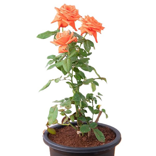 nurserylive g rose orange plant 600x600.jpg