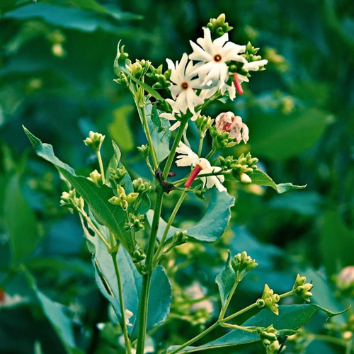 61rcXMSTktL. SL1080 .jpg