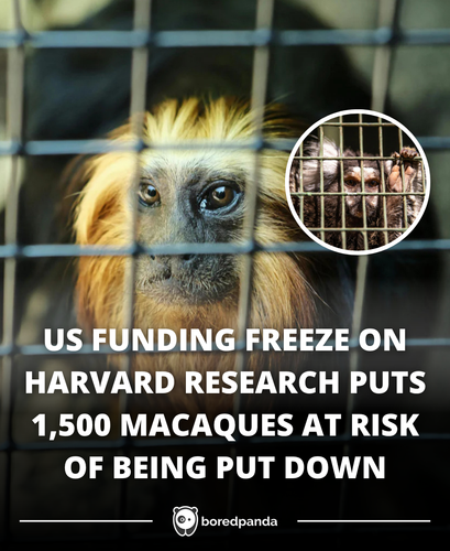 309. Harvard Researchers Prepare to Kill 1,500 Lab Monkeys as Funding Disappears.png