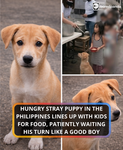 316. 316. hungry puppy stood in line for food with kids.png