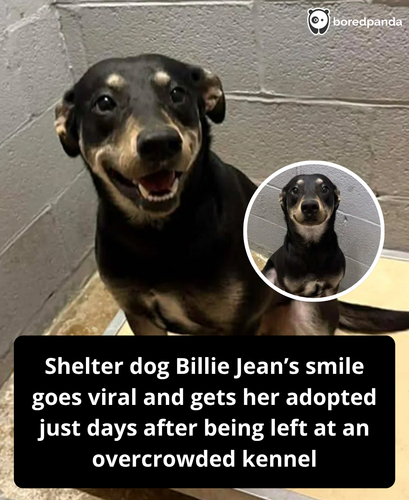 310. Shelter dogs smile goes viral.png