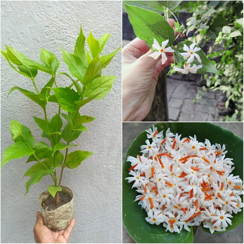 no perennial yes shiuli 100 hybrid plant cf nf1616 medium 1 grow original imah7yyzgntsmgmg.jpg