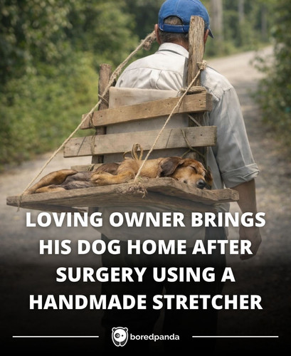 LOVING OWNER BRINGS HIS DOG HOME AFTER SURGERY USING A HANDMADE STRETCHER.jpg