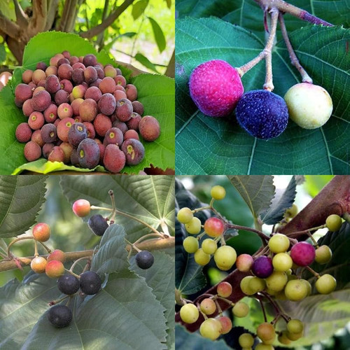 61XRDwynQlL. SR800,800 .jpg