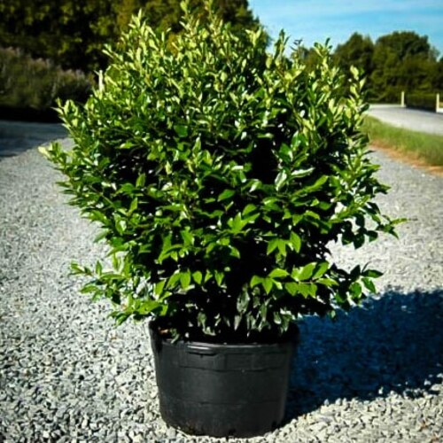 Ligustrum plant.jpg