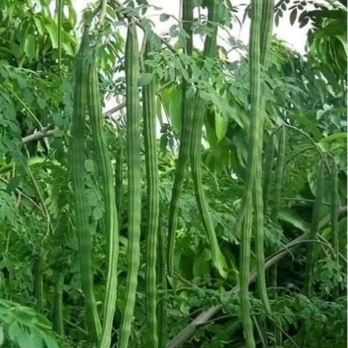 Moringa Oleifera vegetable.jpg