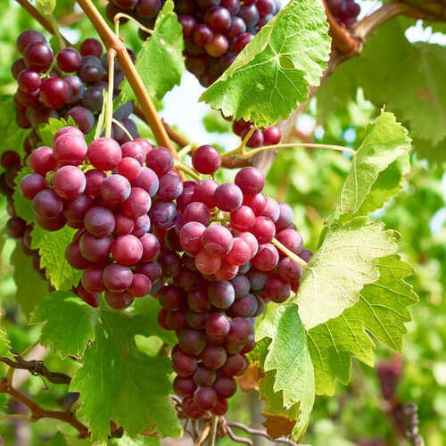 grapes fruit.jpg