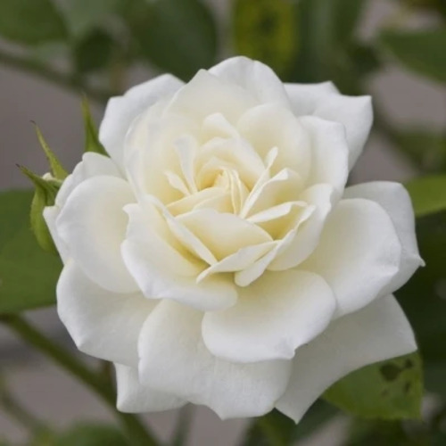 rose flower2.jpg