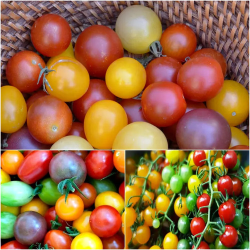 Tomato vegetable.jpg