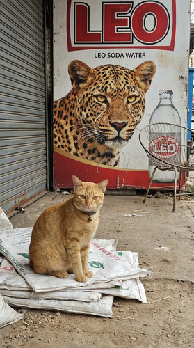 648577547 34653092710971344 3929893852436614650 n.jpg