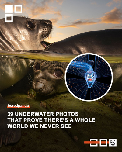 2026 winners underwater photographer of the year.jpg