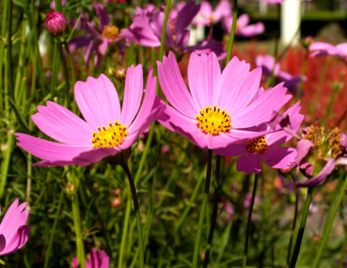 flower  in nature.jpg