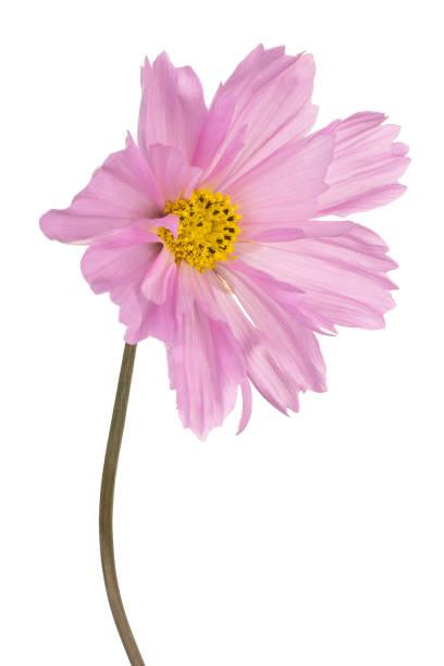 Studio Shot of Pink Colored Cosmos Flower Isolated on White Background. Large Depth of Field (DOF). .jpg