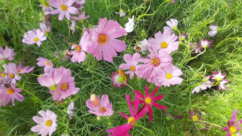 Bright and Beautiful Pink andPurple Cosmos Flowers or Cosmos Bipinnatus for Garden Decoration..jpg