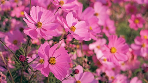 Garden Cosmos Flower Swinging with the Wind.jpg