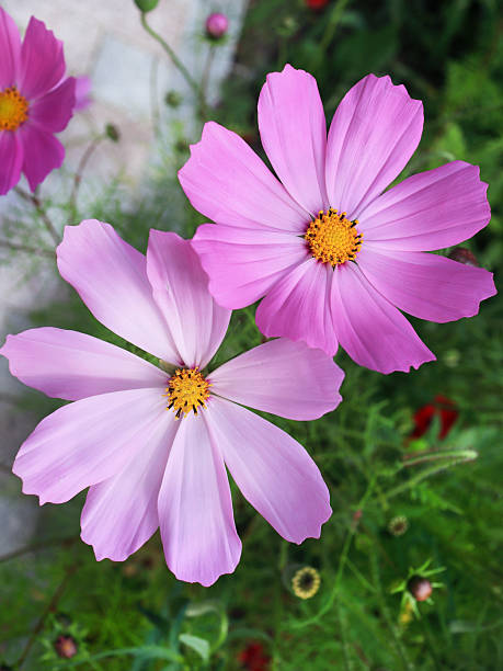 Pink beautiful cosmea flowers in a garden closeup.jpg