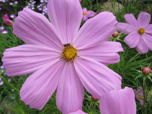 A lot of flowers in a garden.jpg