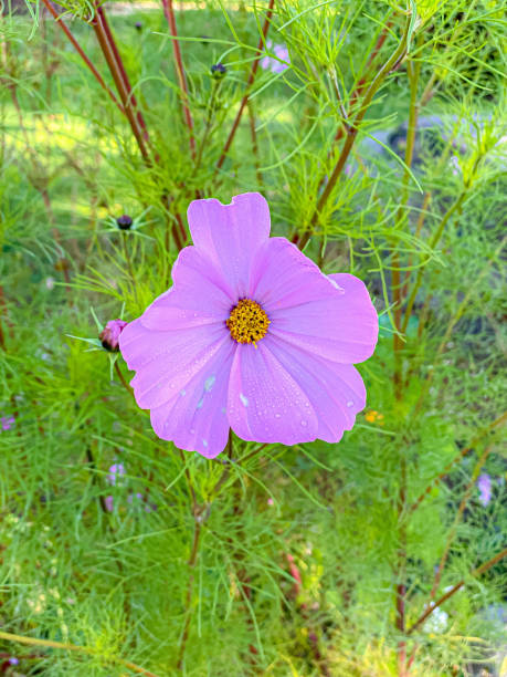 Detailed photos of flowers and other types of vegetation..jpg